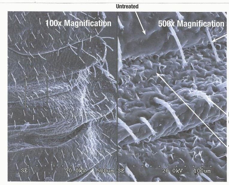 Scanning electron micrograph of a bed bug cuticle at 100x and 500x magnification, showing the surface texture targeted by VA88's dehydration kill